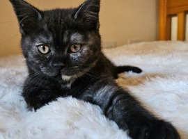 Beautiful British short hair needs a home asap