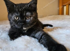 Beautiful British short hair for sale