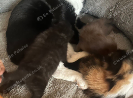 3 gorgeous kittens 2x boys 1 girls