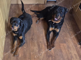 Simba & Nala. 1 year old Rottweilers.