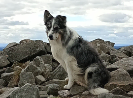 Blue merle border collie stud dog