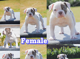 Amazing fit and functional bulldogs