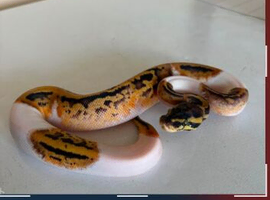 Royal snake