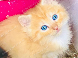 3/4 Ragdoll kittens