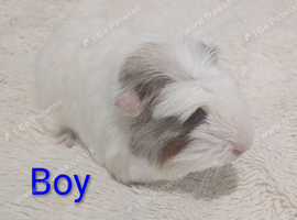 Male & female Baby Guinea pigs for sale