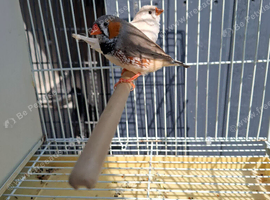 Zebra finches