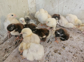 Pekin chicks
