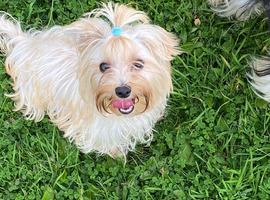 Yorkshire terrier boys