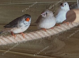 Zebra finch
