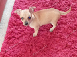 Handbag dog for new home