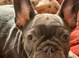 2 male french bulldog puppies
