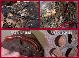 Mixed Isopod and Miliped Colonies with enclosures
