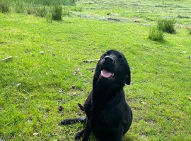 Black Labrador Female 27months old