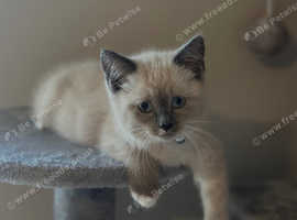 Beautiful Ragdoll kitten
