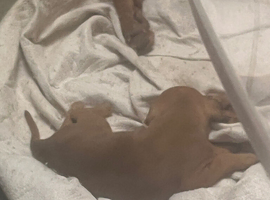 Last pup for sale