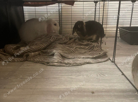 Female breeding mini lop