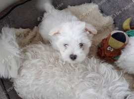 Adorable Maltese Puppies