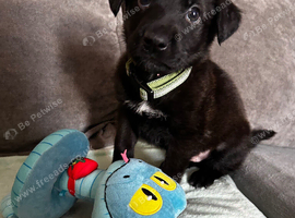 Shepador
