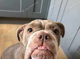 English Bulldog