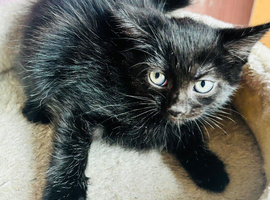 Beautiful Kittens for Sale