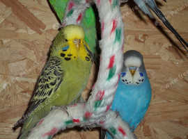 2025 BRED EXHIBITION BUDGIES