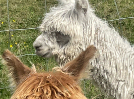 Yearling Suri Alpaca boys