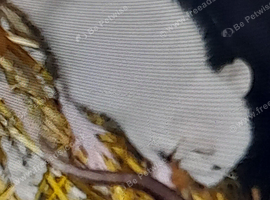 3 babies left ready to go now rest are sold 9 babies born this morning!
