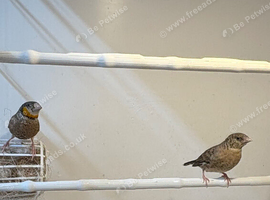 Young pair of cutthroat&rsquo;s