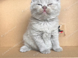 LILAC BSH MALE