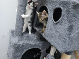 Beautiful kittens ready for their new homes