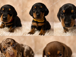 Kc registered miniature dachshunds