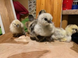 Silkie chicks for sale (un-sexed)......ready now to collect...