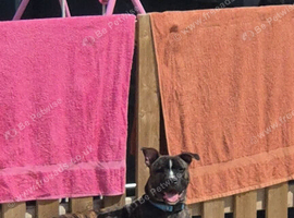 Sharpei cross staffy