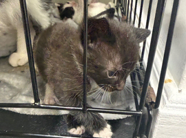 Two beautiful kittens