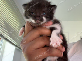 Mixed litter of kittens