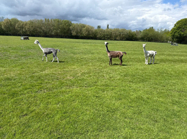 3 alpacas for sale x2 female x1 male