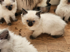 Ragdoll kittens