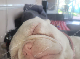 3gear old frenchie bulldog female