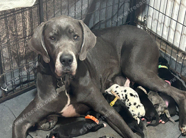 Great Dane Puppies