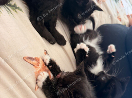 Kittens for sale