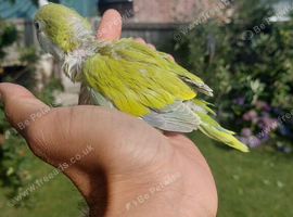 Hand reared super tame Quaker monk parrot