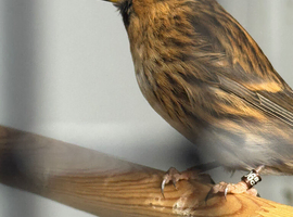Goldfinch pairs, yellow black hooded Siskin and a pair of redpoll