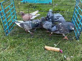 Pigeons