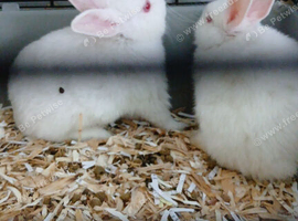 Rabbit for sale