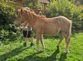 Shetland x colt