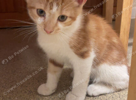 3 kittens 9 weeks old
