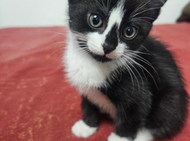 9 week old kitten ready to leave