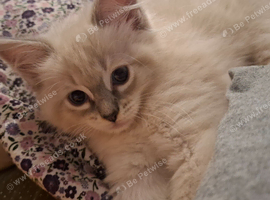 8 week old female Ragdoll kitten