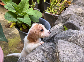 Cocker spaniel puppies