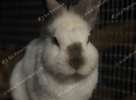 Rabbit